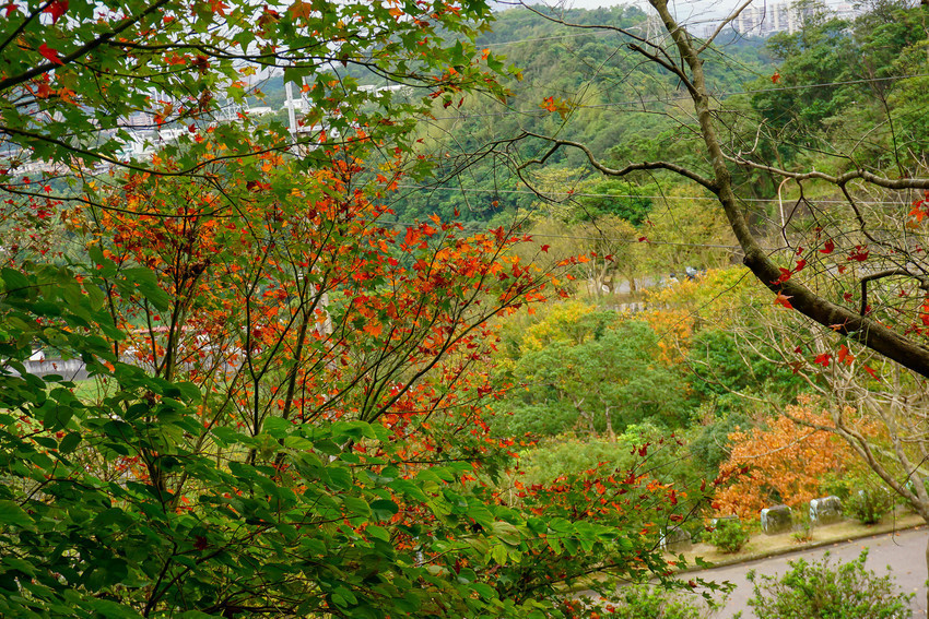 新北汐止｜拱北殿賞楓：超美！像京都之美～楓葉落滿地，拱北殿楓葉將近尾聲，快抓住最後的2天。