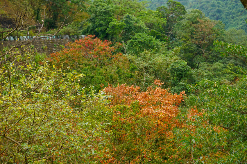 新北汐止｜拱北殿賞楓：超美！像京都之美～楓葉落滿地，拱北殿楓葉將近尾聲，快抓住最後的2天。