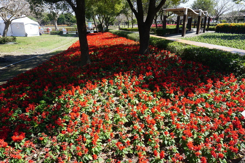 2018花在彰化溪州公園玩全攻略(彰化燈會)：一次玩透123公頃大公園,白天到晚上都好玩：漸層花海.鬱金香鋼琴.繽紛浪漫馬車,發光玫瑰,愛心倒影,超美油紙傘,2/7兩小時試燈千萬別錯過。