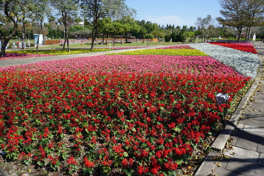 2018花在彰化溪州公園玩全攻略(彰化燈會)：一次玩透123公頃大公園,白天到晚上都好玩：漸層花海.鬱金香鋼琴.繽紛浪漫馬車,發光玫瑰,愛心倒影,超美油紙傘,2/7兩小時試燈千萬別錯過。