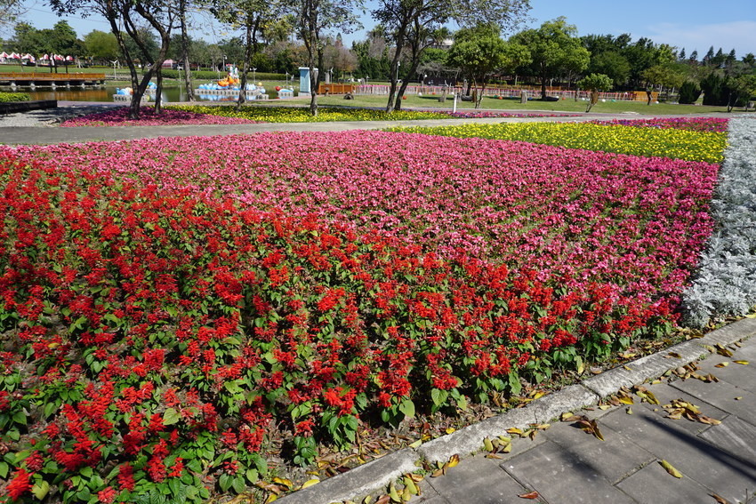 2018花在彰化溪州公園玩全攻略(彰化燈會)：一次玩透123公頃大公園,白天到晚上都好玩：漸層花海.鬱金香鋼琴.繽紛浪漫馬車,發光玫瑰,愛心倒影,超美油紙傘,2/7兩小時試燈千萬別錯過。