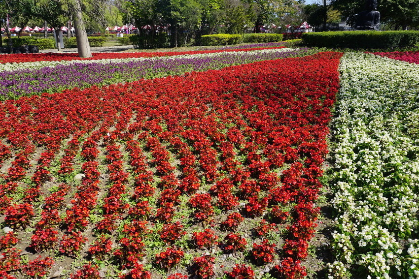 2018花在彰化溪州公園玩全攻略(彰化燈會)：一次玩透123公頃大公園,白天到晚上都好玩：漸層花海.鬱金香鋼琴.繽紛浪漫馬車,發光玫瑰,愛心倒影,超美油紙傘,2/7兩小時試燈千萬別錯過。