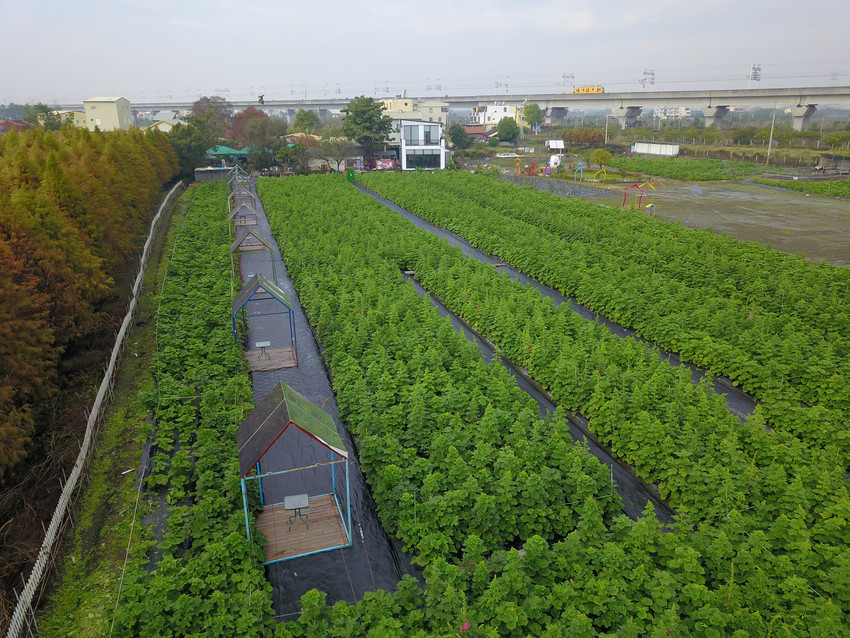 2018田中蜀葵花海藝術節2/10開放參觀,擁抱比人高的花海,一起來去田中玩！田中窯創意園區,2015台灣泥雕節原址