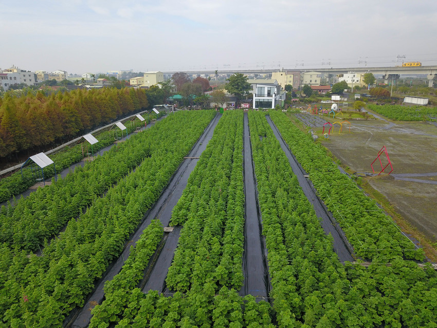 2018田中蜀葵花海藝術節2/10開放參觀,擁抱比人高的花海,一起來去田中玩！田中窯創意園區,2015台灣泥雕節原址