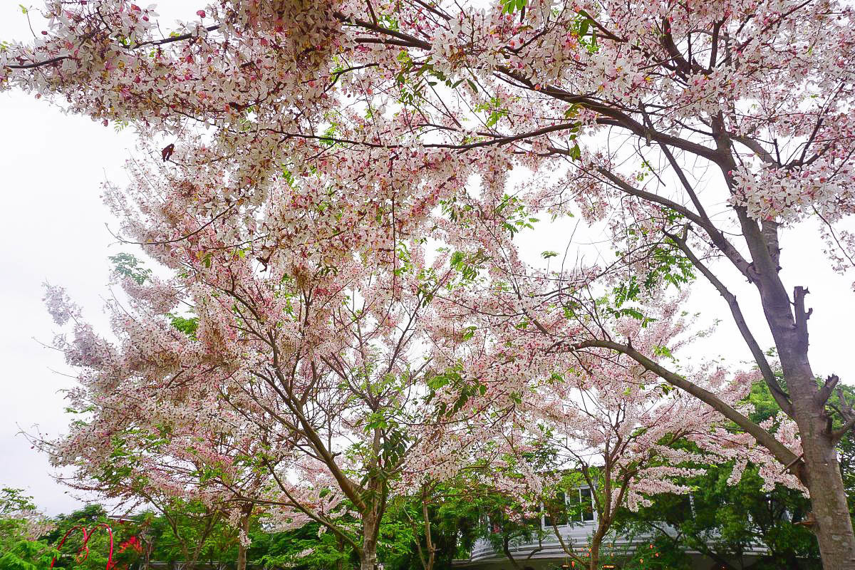 雲林菓風巧克力工房：浪漫爆發~一整片粉紅花旗木綻放，像在櫻花樹下野餐的幸福感！2018花況