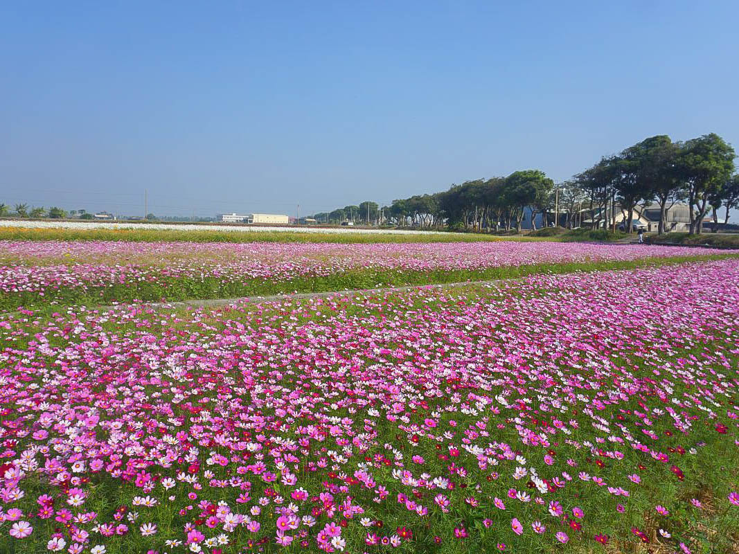 2019雲林花海大爆發！比小朋友還高的四色波斯菊變成漸層花毯，還有燦爛的向日葵田，完全拍不停啊！