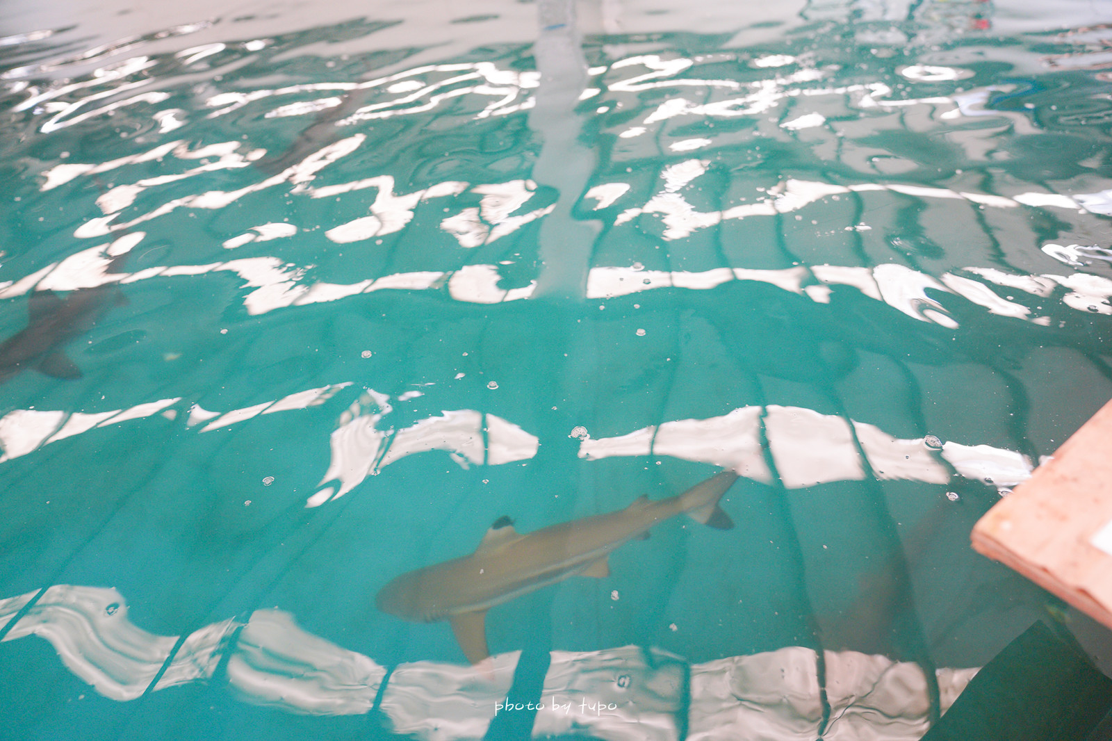 宜蘭礁溪景點【金車生技水產養殖研發中心】最新門票收費,餵鯊魚體驗