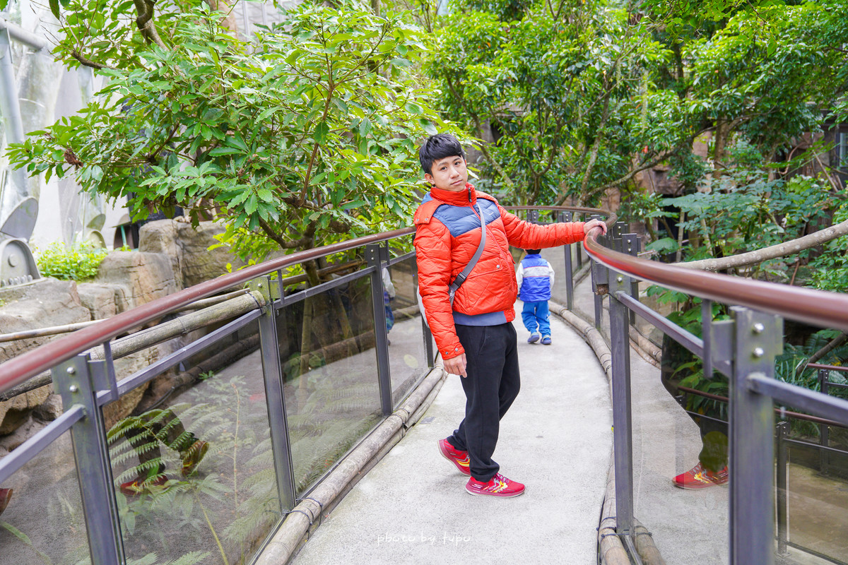 台北新景點》木柵動物園新館-熱帶雨林穿山甲館：唯美Ｓ型天空森林步道、海底隧道，還可以近距離看樹懶！