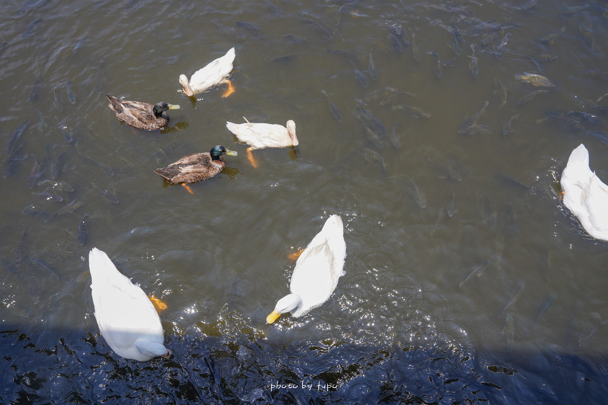 宜蘭礁溪景點》超療癒！甲鳥園：山泉水戲水池、可以抱抱小鴨、餵食小鴨的農場景點