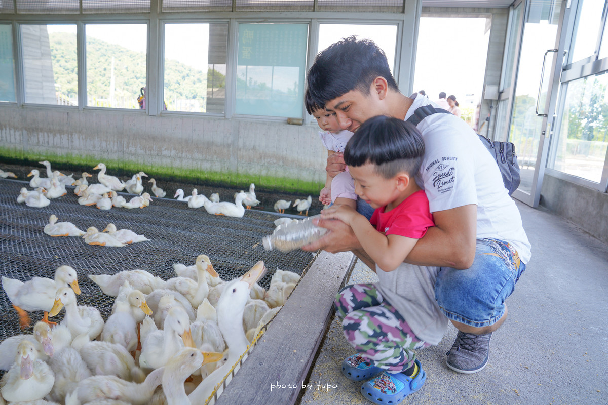 宜蘭礁溪景點》甲鳥園，複合式鴨鴨農場，可以抱抱小鴨還可有山泉水可以玩