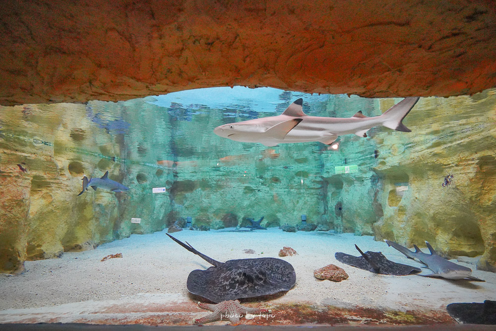 北海岸親子景點》野柳水族館一日遊！ 海豚親親、海洋劇場、海底隧道探險、生態池摸摸海星去