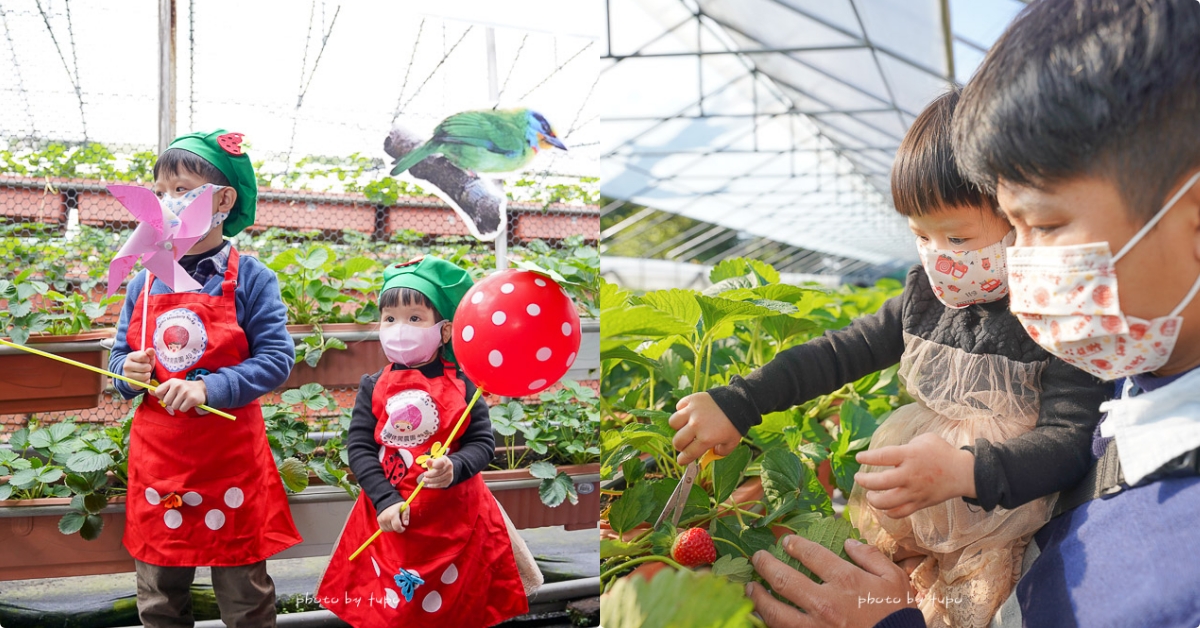 台北景點》內湖草莓園-碧山路49號，開放就秒殺的小小草莓達人DIY，採草莓好好玩！ @小腹婆大世界