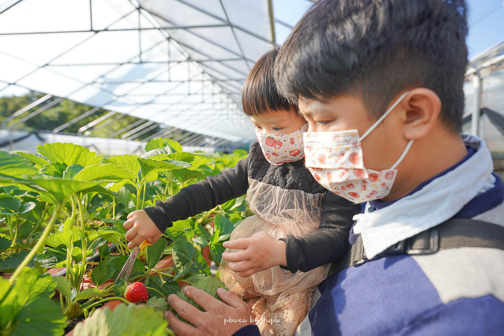 台北景點》內湖草莓園-碧山路49號，開放就秒殺的小小草莓達人DIY，採草莓好好玩！
