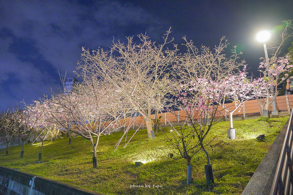 台北櫻花》開花囉！2022內湖樂活夜櫻季，東湖樂活公園櫻花林最新花況，搭捷運就可以漫遊櫻花大道。
