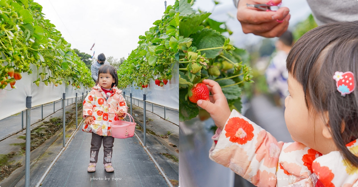 苗栗大湖採草莓》六合高架草莓農場，1.2萬則Google評價4.9顆星的高架草莓園，巨無霸草莓超好吃 @小腹婆大世界