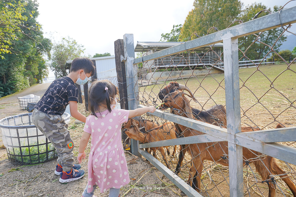 台東景點》台東原生應用植物園，十多種特色野菜火鍋吃到飽，免費牧草餵羊和鴕鳥