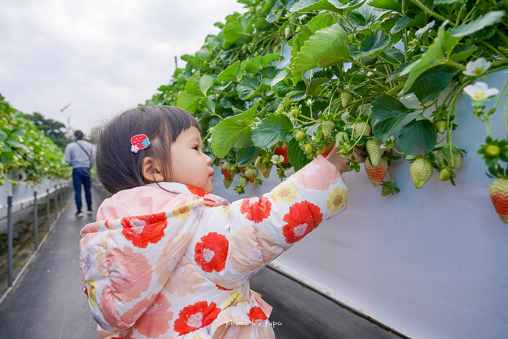 苗栗大湖採草莓》六合高架草莓農場，開放免費入園採草莓，巨無霸草莓、白草莓都有！