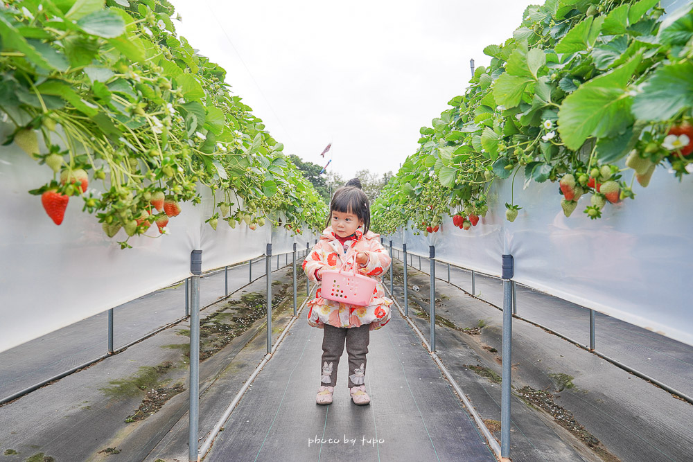 苗栗大湖採草莓》六合高架草莓農場，1.2萬則Google評價4.9顆星的高架草莓園，巨無霸草莓超好吃