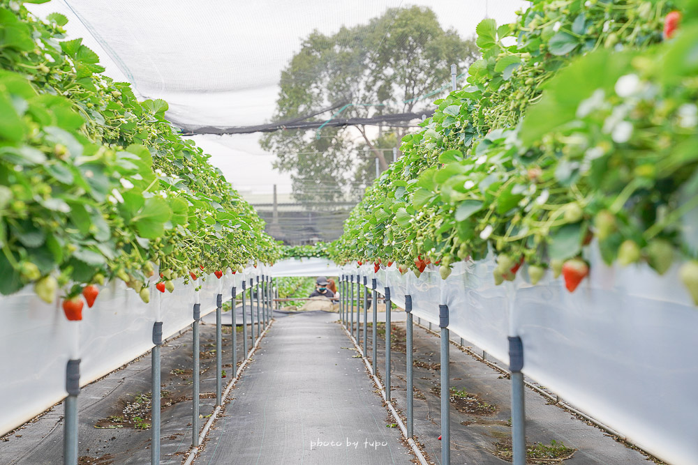 苗栗大湖採草莓》六合高架草莓農場，1.2萬則Google評價4.9顆星的高架草莓園，巨無霸草莓超好吃