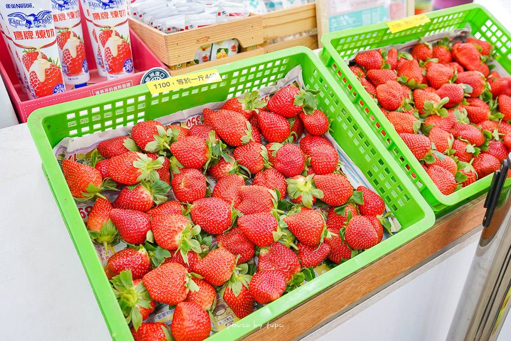 苗栗大湖採草莓》六合高架草莓農場，開放免費入園採草莓，巨無霸草莓、白草莓都有！
