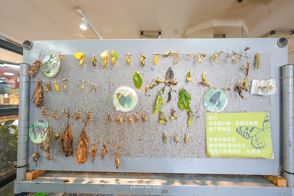 南投埔里景點》木生昆蟲博物館，全台首座昆蟲主題博物館，帶小朋友認識昆蟲