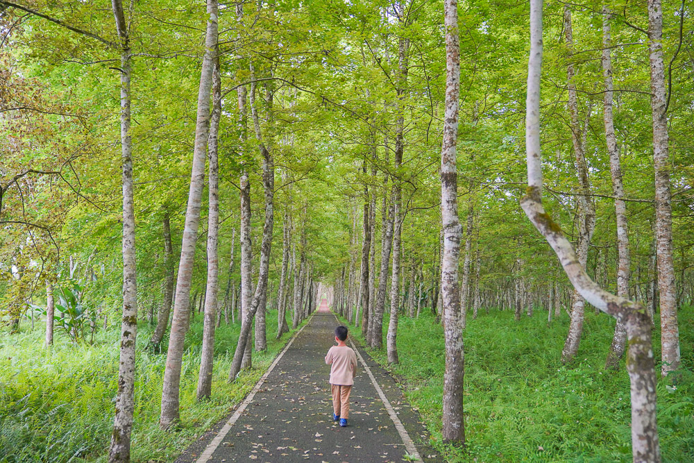 花蓮景點》大農大富平地森林園區，台灣首座平面森林，可以騎車逛龍貓森林步道、螞蟻樹屋