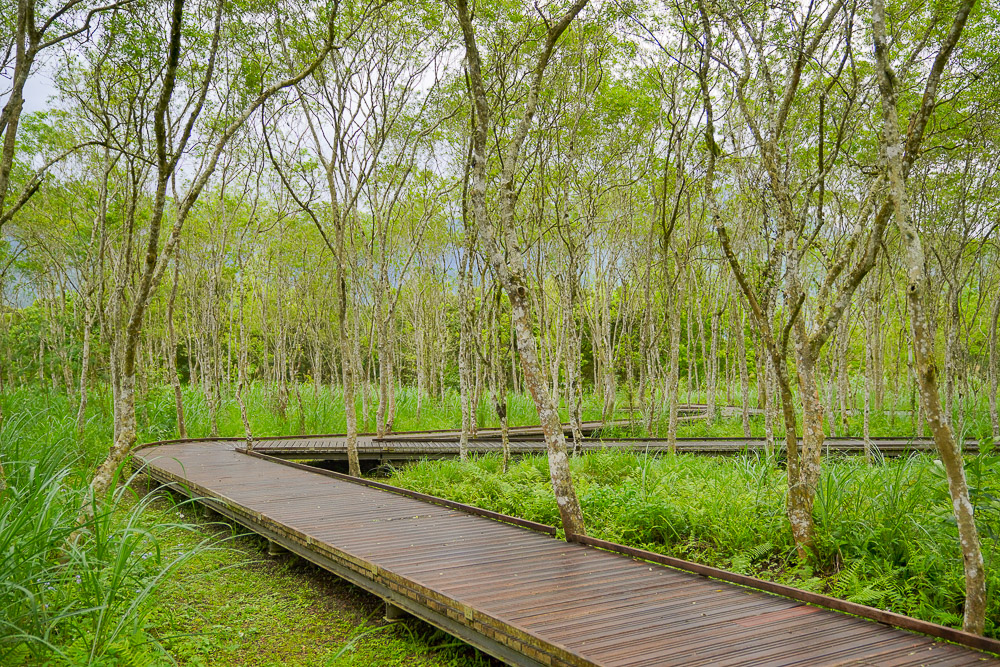 花蓮景點》大農大富平地森林園區，台灣首座平面森林，可以騎車逛龍貓森林步道、螞蟻樹屋