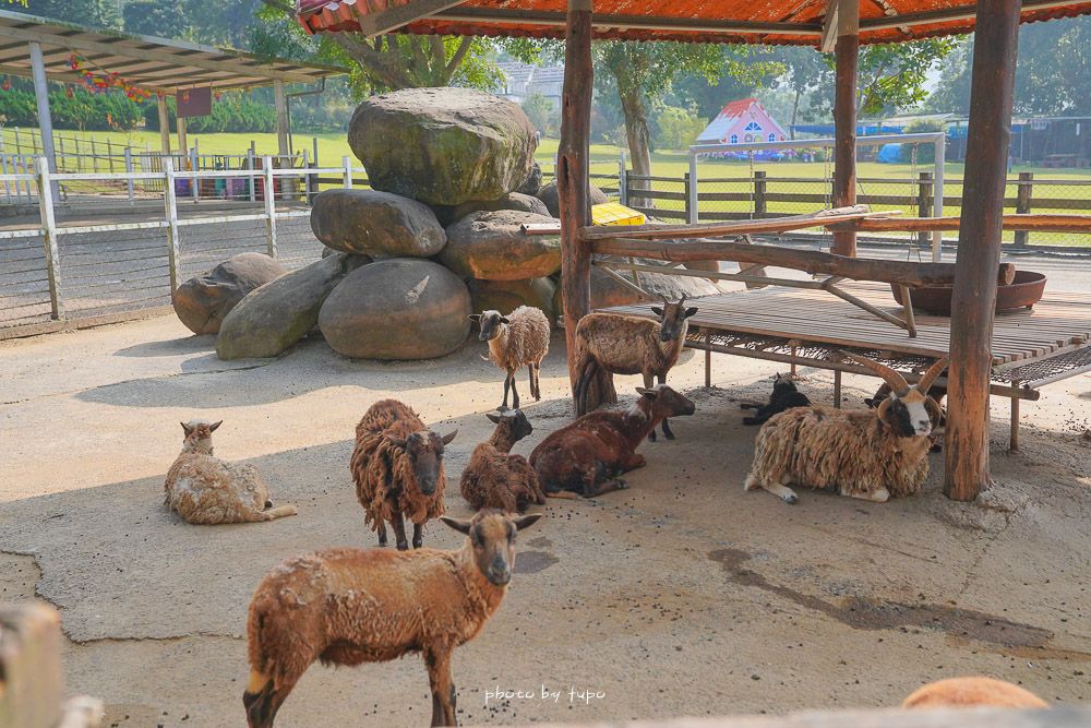 嘉義景點》獨角仙農場，無敵景觀餐廳，有可愛梅花鹿小白兔動物區，還可以玩溜滑梯和沙坑！