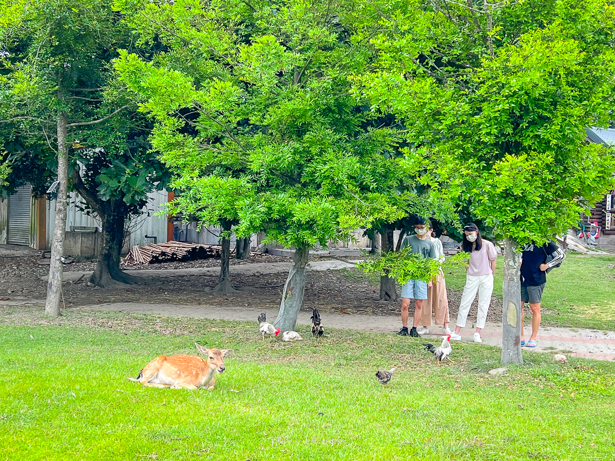 台東鹿野景點》鹿野梅花鹿公園，台東小奈良，門票100元來看小梅花鹿餵小動物