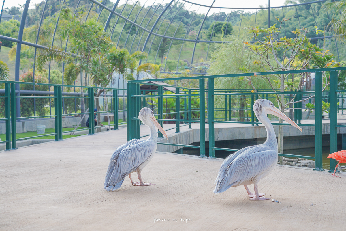 南投新景點》草屯九九峰動物樂園，亞洲最大鳥類主題動物園、恐龍侏羅紀公園