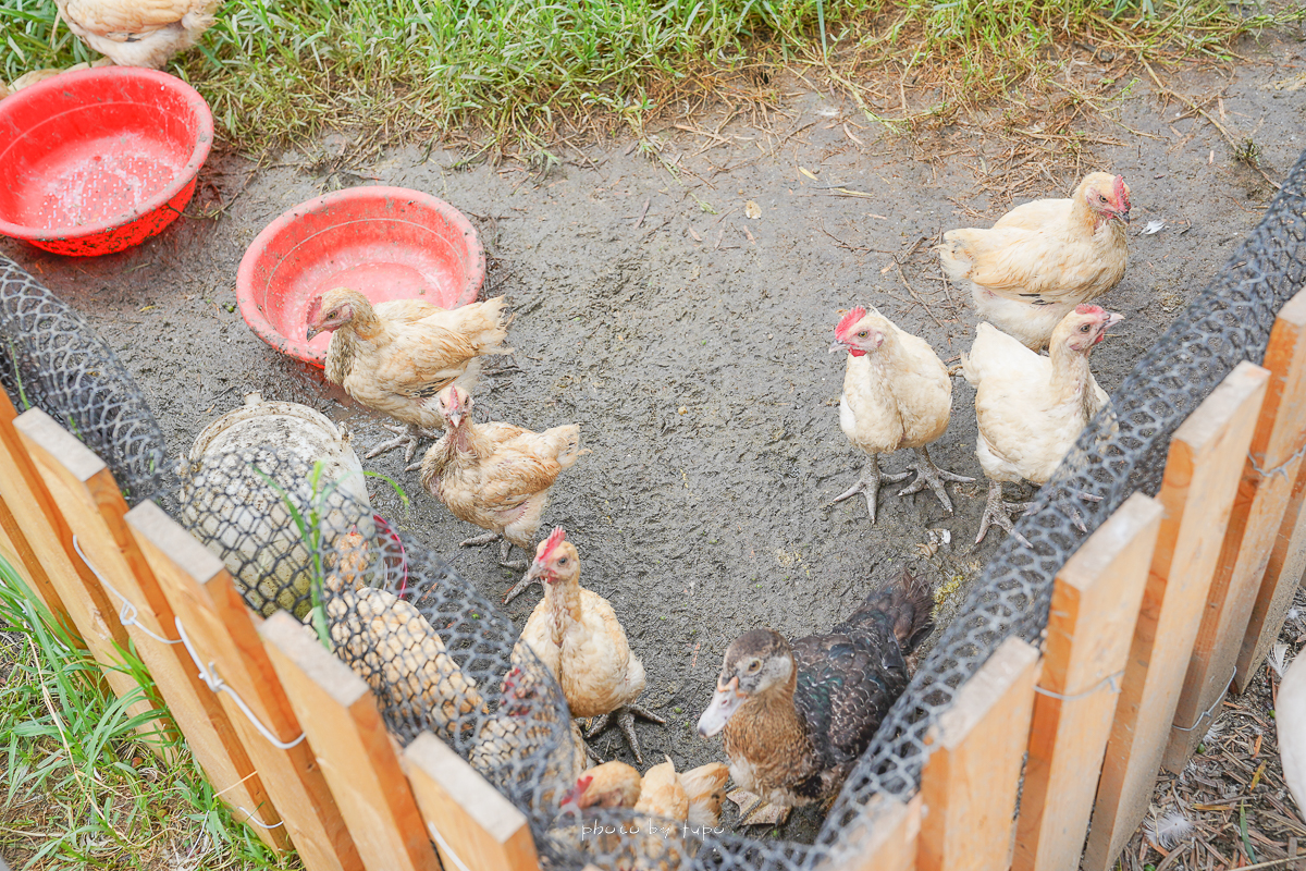 彰化親子景點》正實親子農場，免費親子農場、撿雞蛋、免費餵小動物