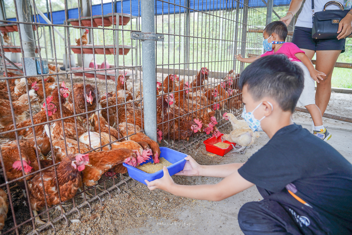 彰化親子景點》正實親子農場，免費親子農場、撿雞蛋、免費餵小動物