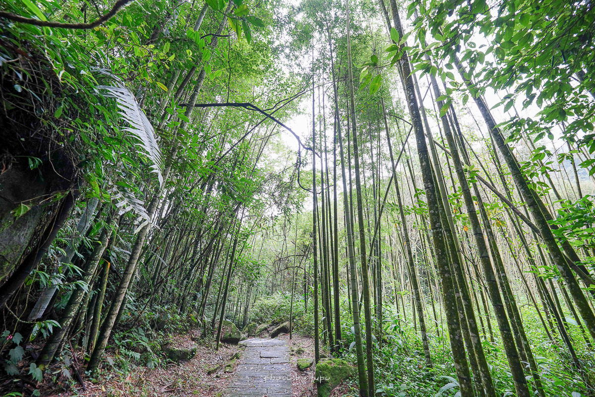 阿里山景點》迷糊步道竹林，懶人版下車即抵達的絕美竹林，S型竹林超美