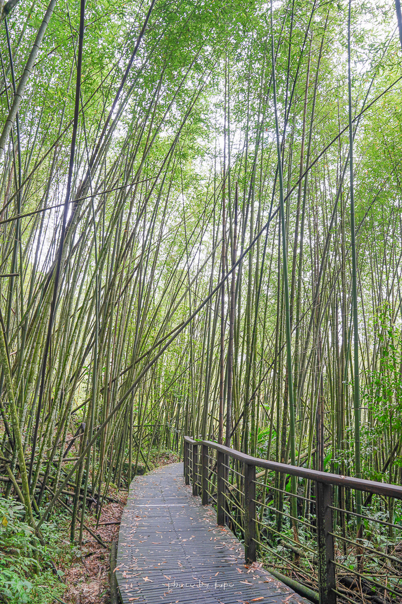 阿里山景點》迷糊步道竹林，懶人版下車即抵達的絕美竹林，S型竹林超美
