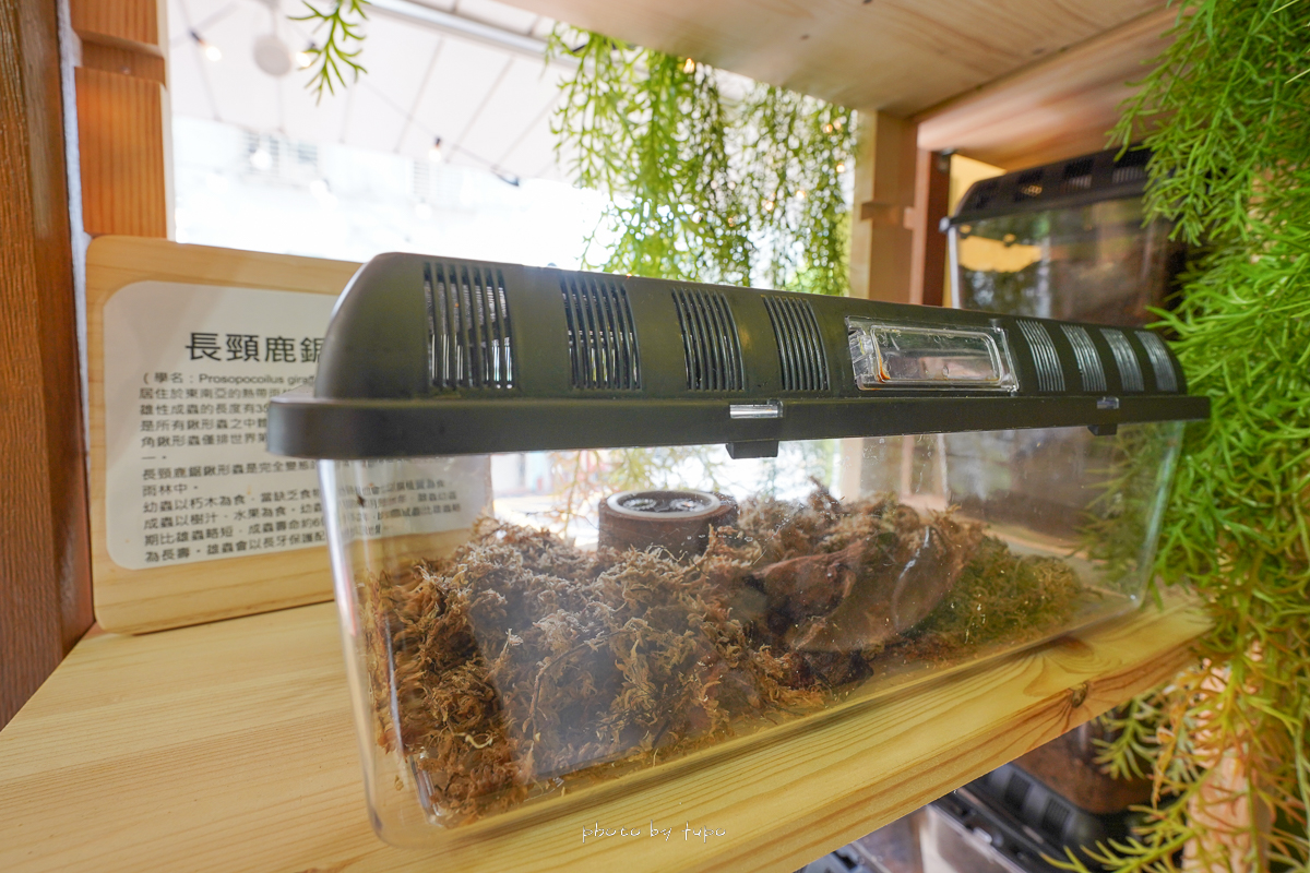 台北信義親子景點》甲蟲秘境親子咖啡廳象山店，全台最大雞母蟲隧道、神秘土繭、菜單價位
