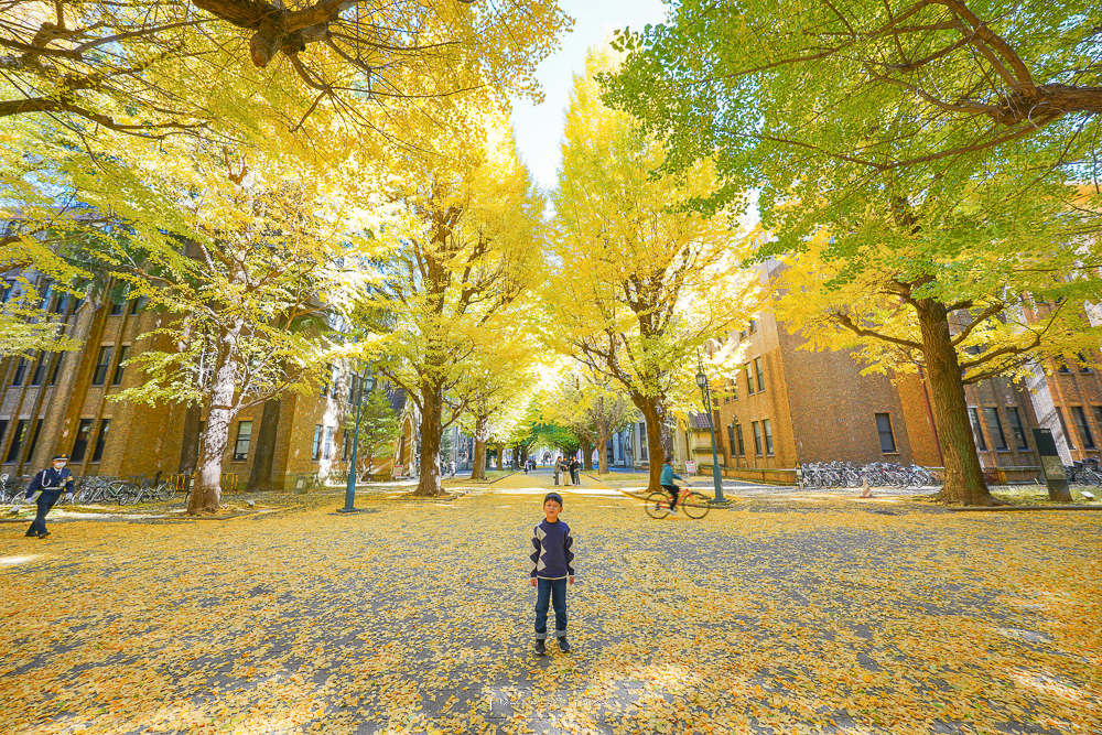東京銀杏景點》東京大學本鄉校區，銀杏最新花況，漫步金色大道，黃澄澄的步道超級美