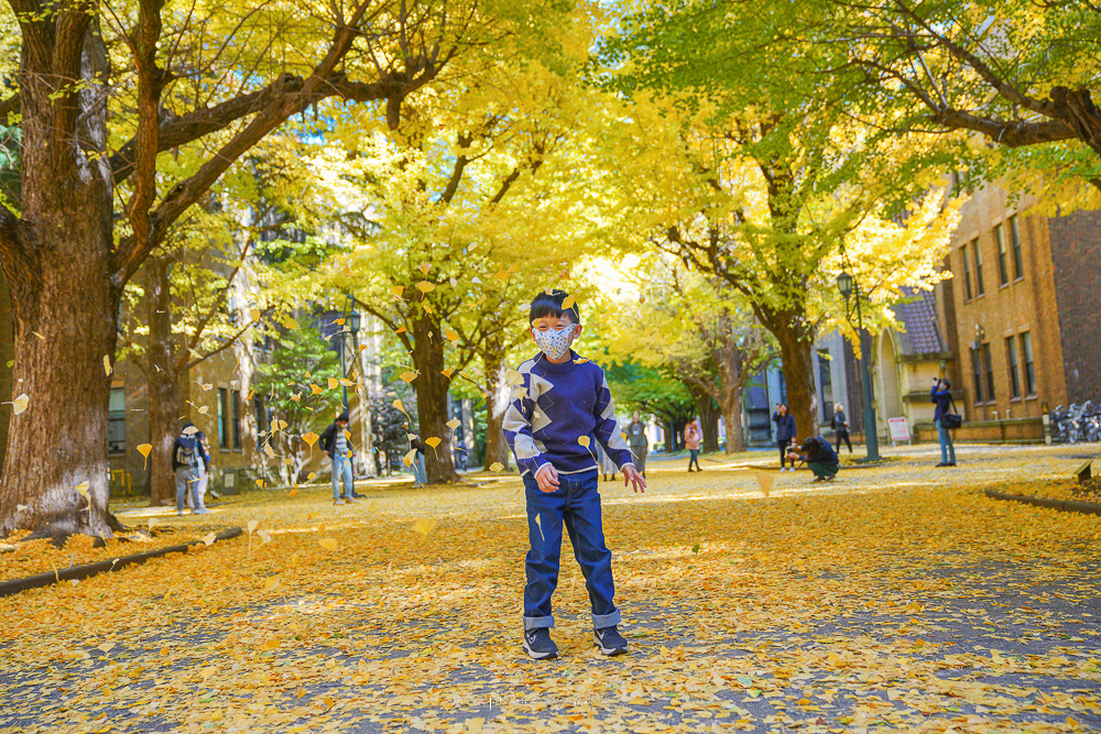東京銀杏景點》東京大學本鄉校區，銀杏最新花況，漫步金色大道，黃澄澄的步道超級美
