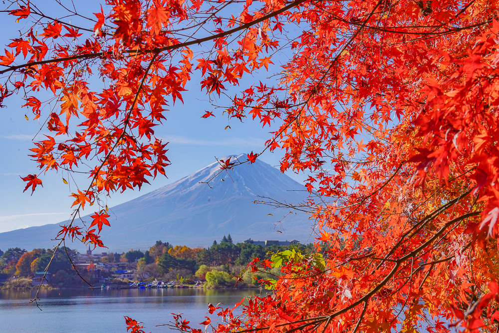 河口湖景點》留守岩，不用爬樓梯就可以拍到富士山框景，楓葉季必訪