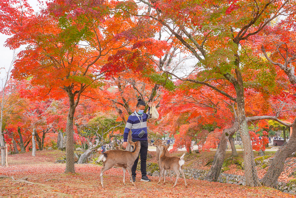 奈良景點》奈良公園，絕美紅葉，楓葉林裡餵小鹿真的太美，被梅花鹿包圍尖叫聲連連 @小腹婆大世界