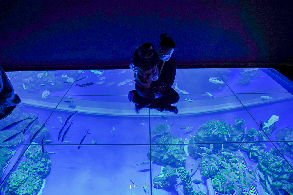 沖繩水族館【DMM Kariyushi水族館】摸魚看魚,可愛小動物園,大眾運輸,門票票價總整理