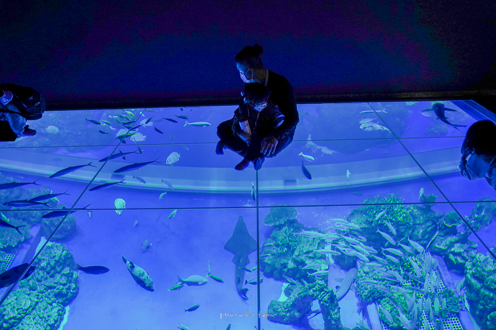 沖繩水族館【DMM Kariyushi水族館】摸魚看魚,可愛小動物園,大眾運輸,門票票價總整理