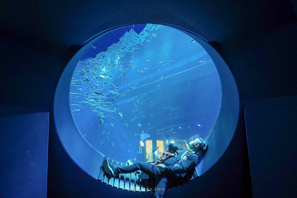 延伸閱讀：沖繩水族館【DMM Kariyushi水族館】摸魚看魚,可愛小動物園,大眾運輸,門票票價總整理