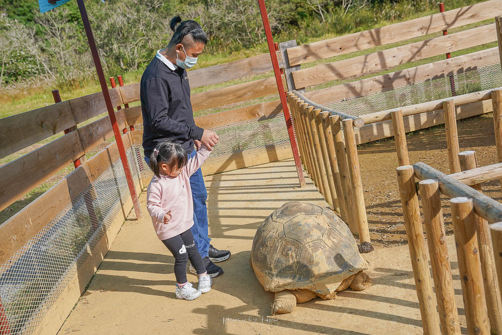 沖繩親子景點》名護自然動植物公園，復古小火車遊動物園，必看浣熊餵食秀、門票收費、小火車時刻表