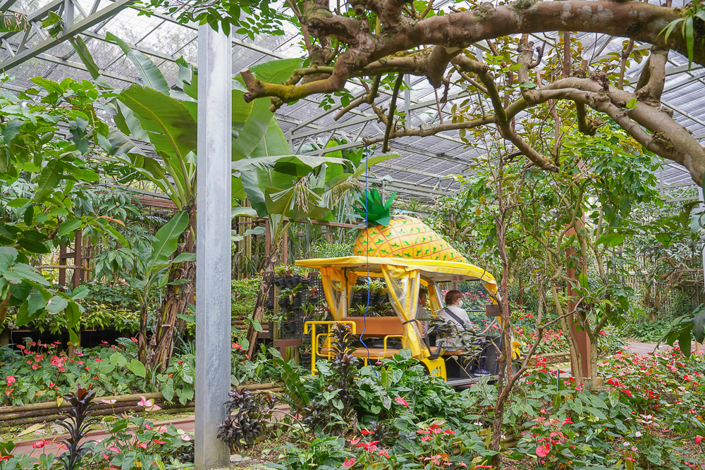 沖繩景點》名護鳳梨園，全新打造鳳梨園區、超可愛無人鳳梨車，雨天備案景點