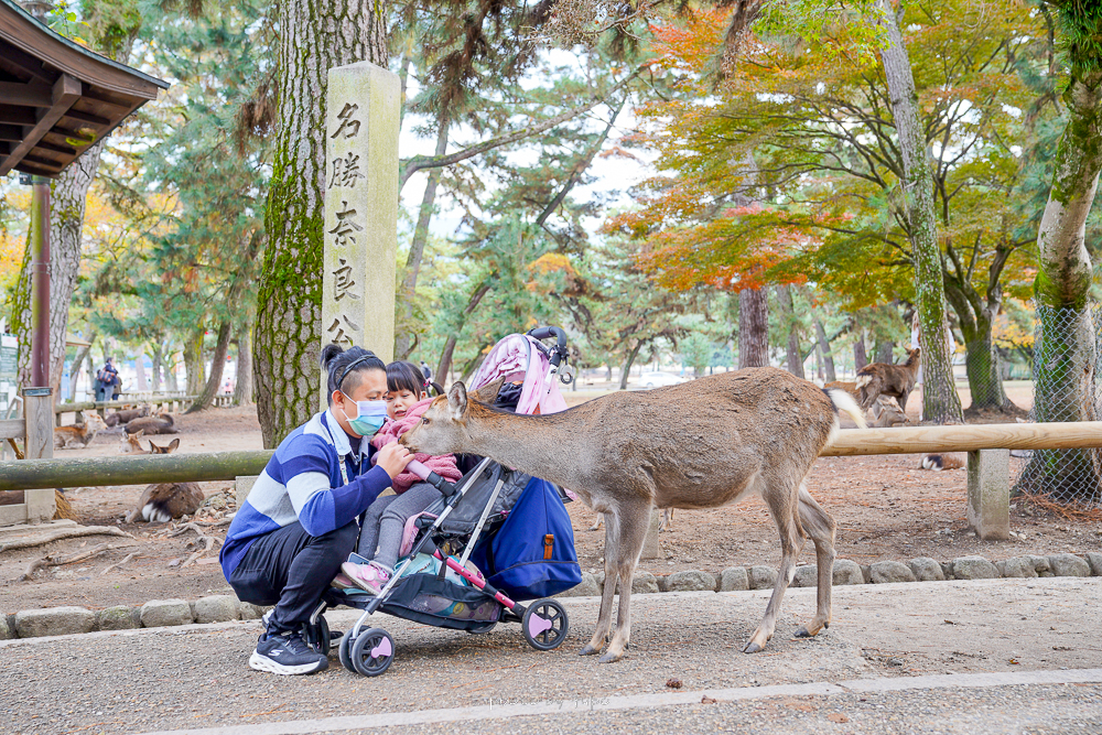 奈良景點》奈良公園，絕美紅葉，楓葉林裡餵小鹿真的太美，被梅花鹿包圍尖叫聲連連