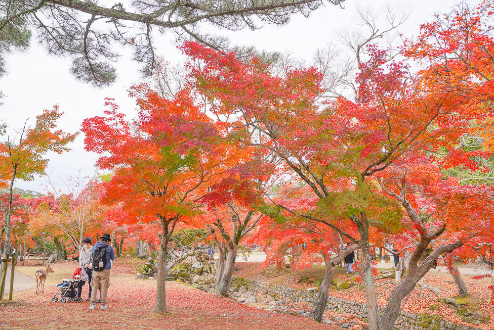 奈良景點》奈良公園，絕美紅葉，楓葉林裡餵小鹿真的太美，被梅花鹿包圍尖叫聲連連