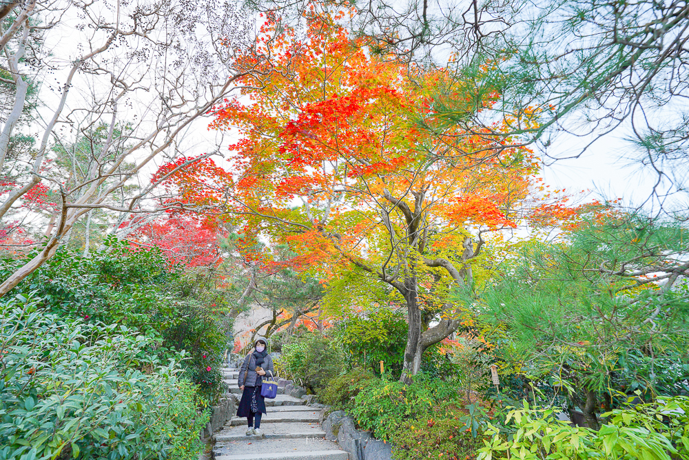 嵐山景點》天龍寺，超爆美的楓葉林、如詩如畫的曹源池庭園、門票收費