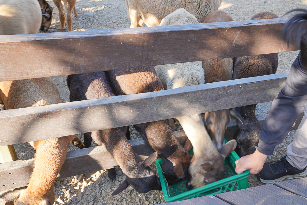 彰化牧場》羊舍鮮羊乳農場，免費開放參觀、餵羊咩咩吃牧草、冰淇淋羊奶門市