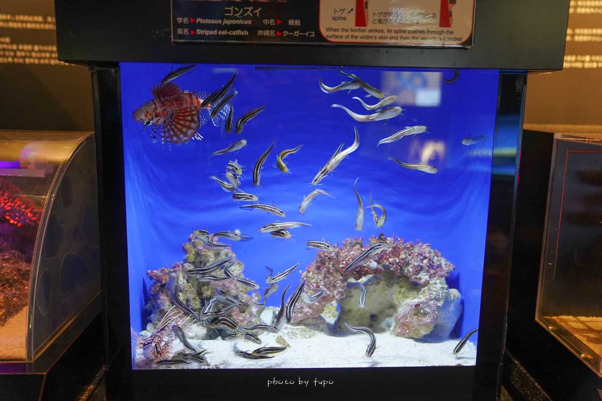 沖繩景點》沖繩美麗海水族館最新玩法，夜間進場、鯨鯊餐廳、雨天備案景點