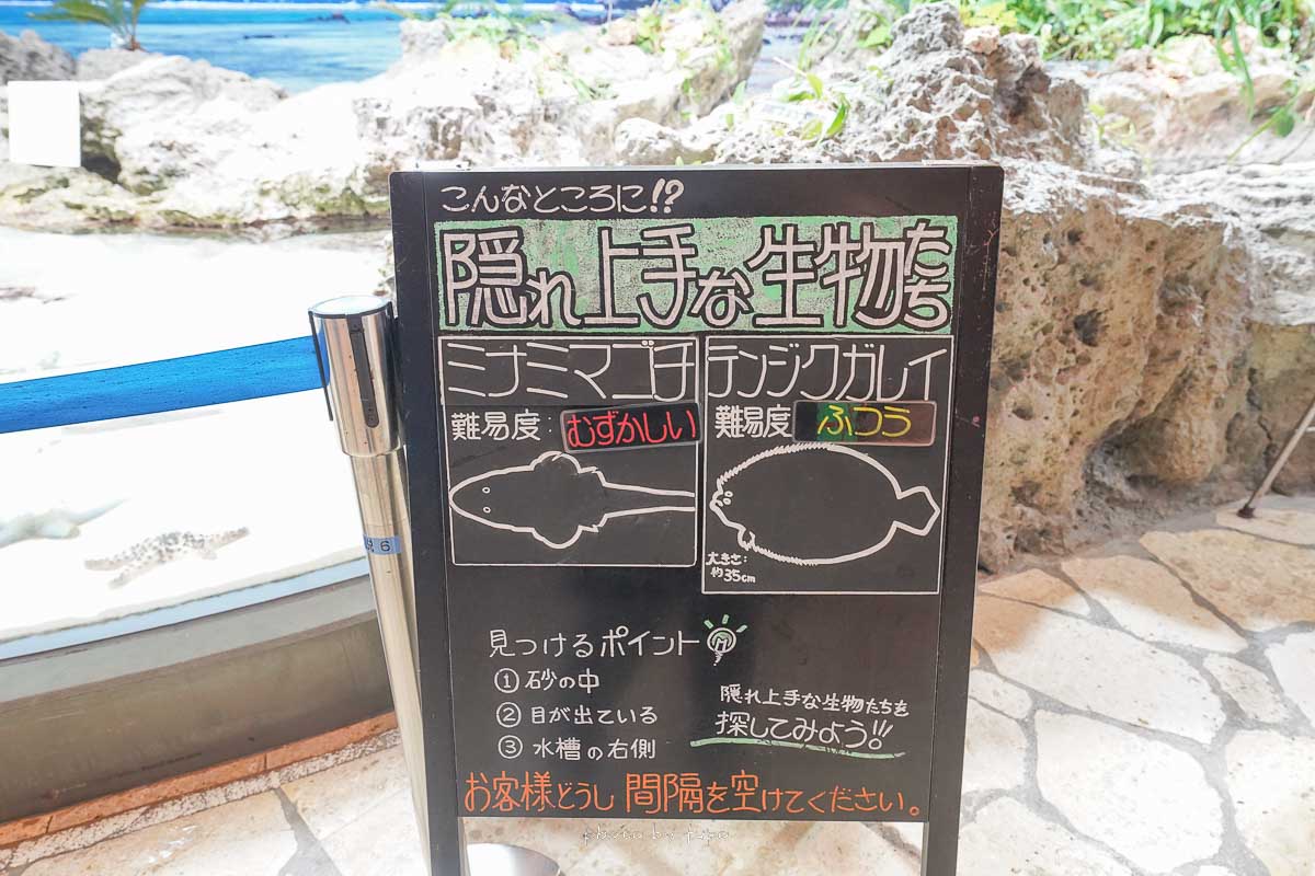 2023沖繩景點【美麗海水族館】最新攻略介紹，便宜門票優惠、鯨鯊餐廳、表演時間